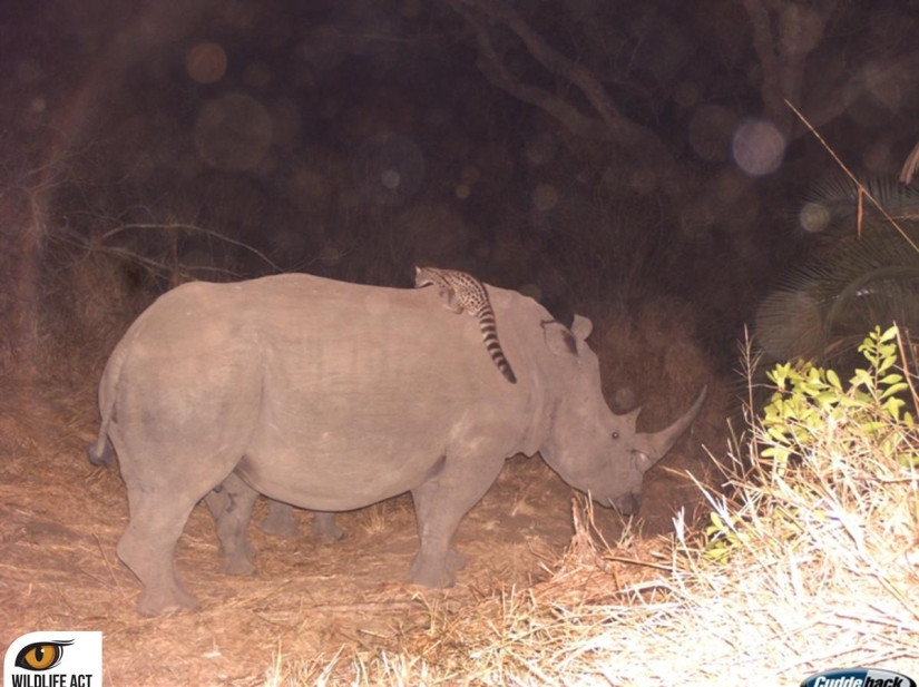 Hacer autostop en el mundo animal. ¡Imágenes únicas! Hacer autostop en el mundo animal. ¡Imágenes únicas!