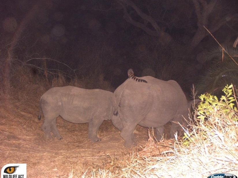 Hacer autostop en el mundo animal. ¡Imágenes únicas! Hacer autostop en el mundo animal. ¡Imágenes únicas!