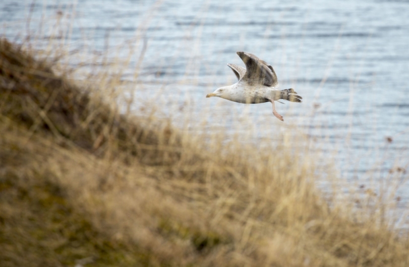 ¡Hacer surf en Rusia es una realidad! ¡Hacer surf en Rusia es una realidad!