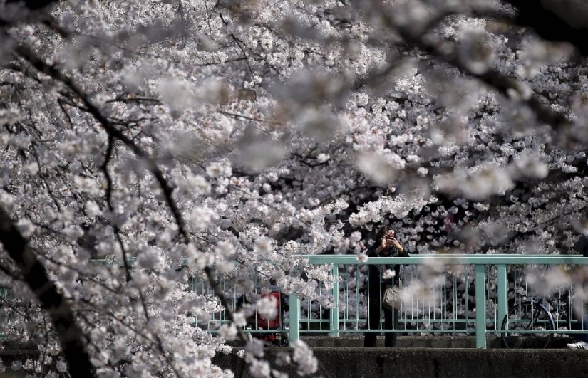 Hanami es una tradición japonesa de contemplar los cerezos en flor.