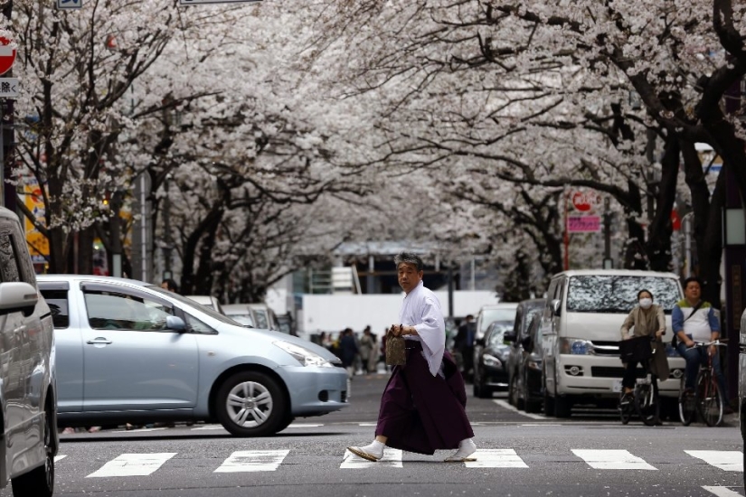 Hanami es una tradición japonesa de contemplar los cerezos en flor.
