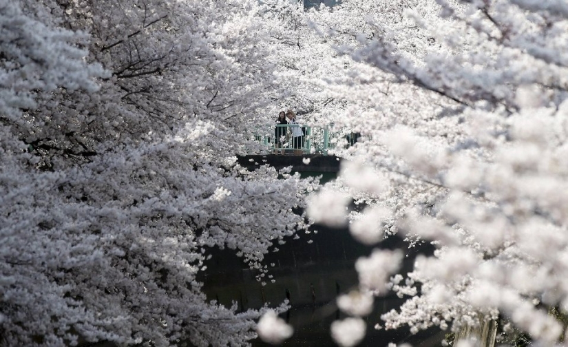 Hanami es una tradición japonesa de contemplar los cerezos en flor.