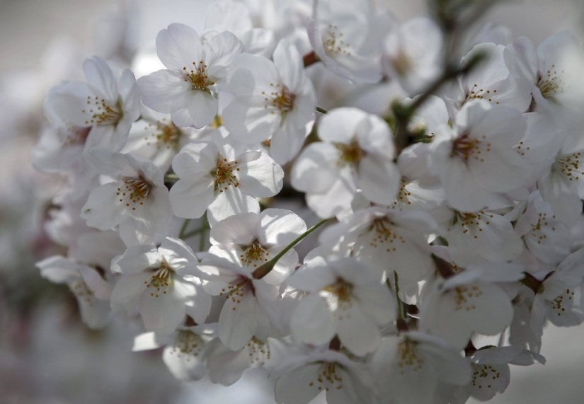 Hanami es una tradición japonesa de contemplar los cerezos en flor.