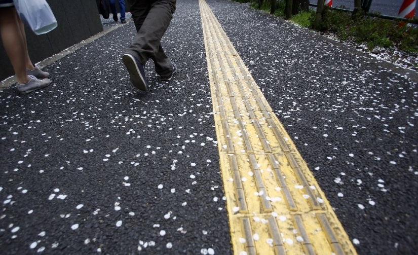 Hanami es una tradición japonesa de contemplar los cerezos en flor.