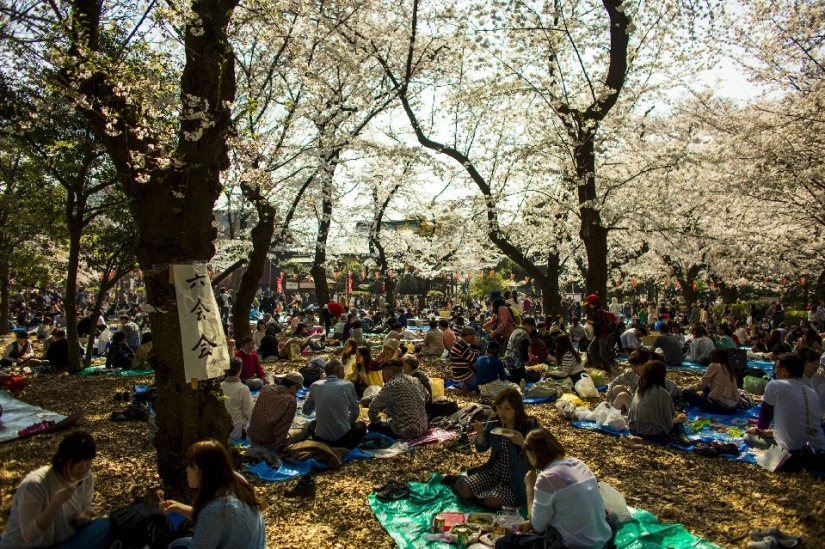 Hanami es una tradición japonesa de contemplar los cerezos en flor.