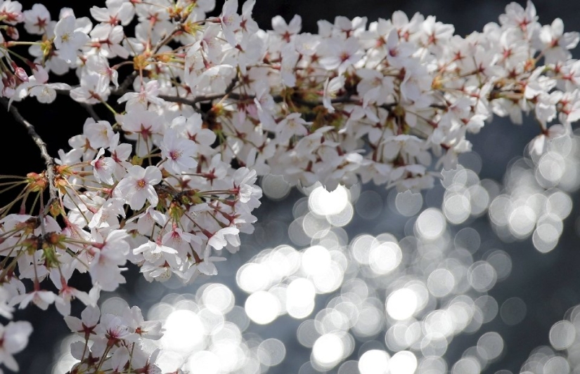 Hanami es una tradición japonesa de contemplar los cerezos en flor.