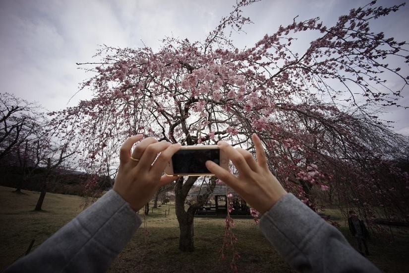 Hanami es una tradición japonesa de contemplar los cerezos en flor.
