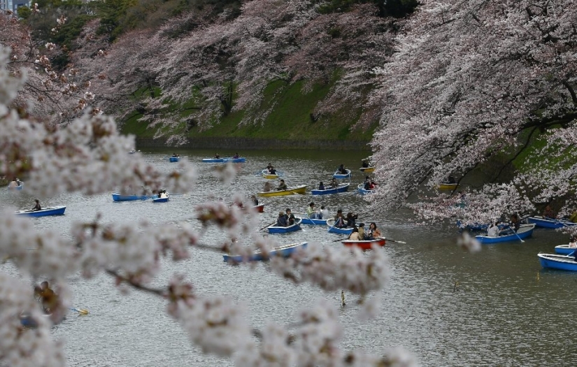 Hanami es una tradición japonesa de contemplar los cerezos en flor.