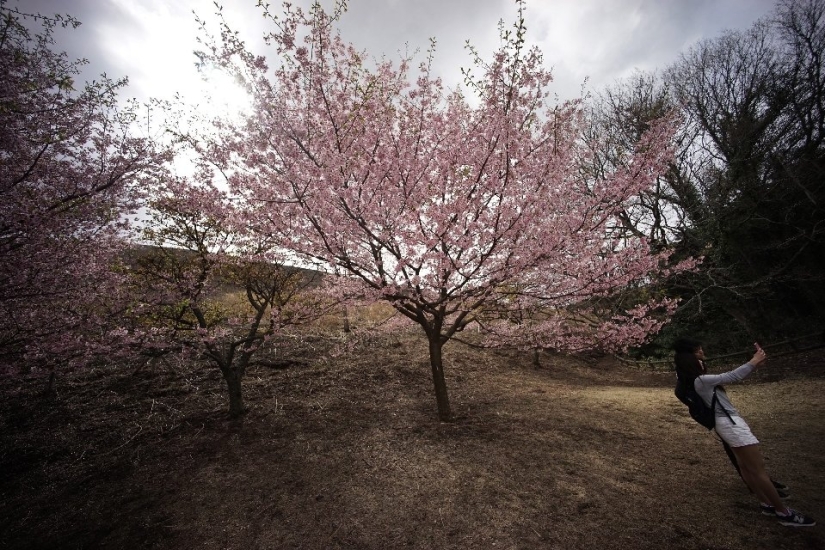 Hanami is a Japanese tradition of cherry blossom viewing.