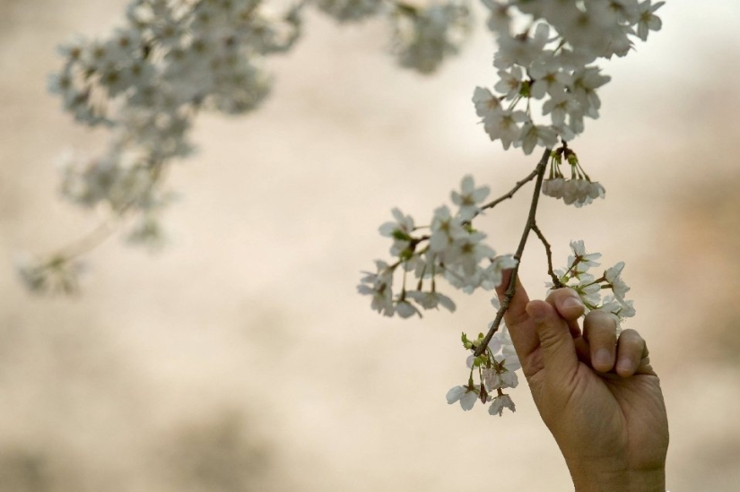 Hanami is a Japanese tradition of cherry blossom viewing.