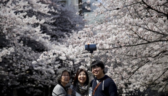 Hanami is a Japanese tradition of cherry blossom viewing.
