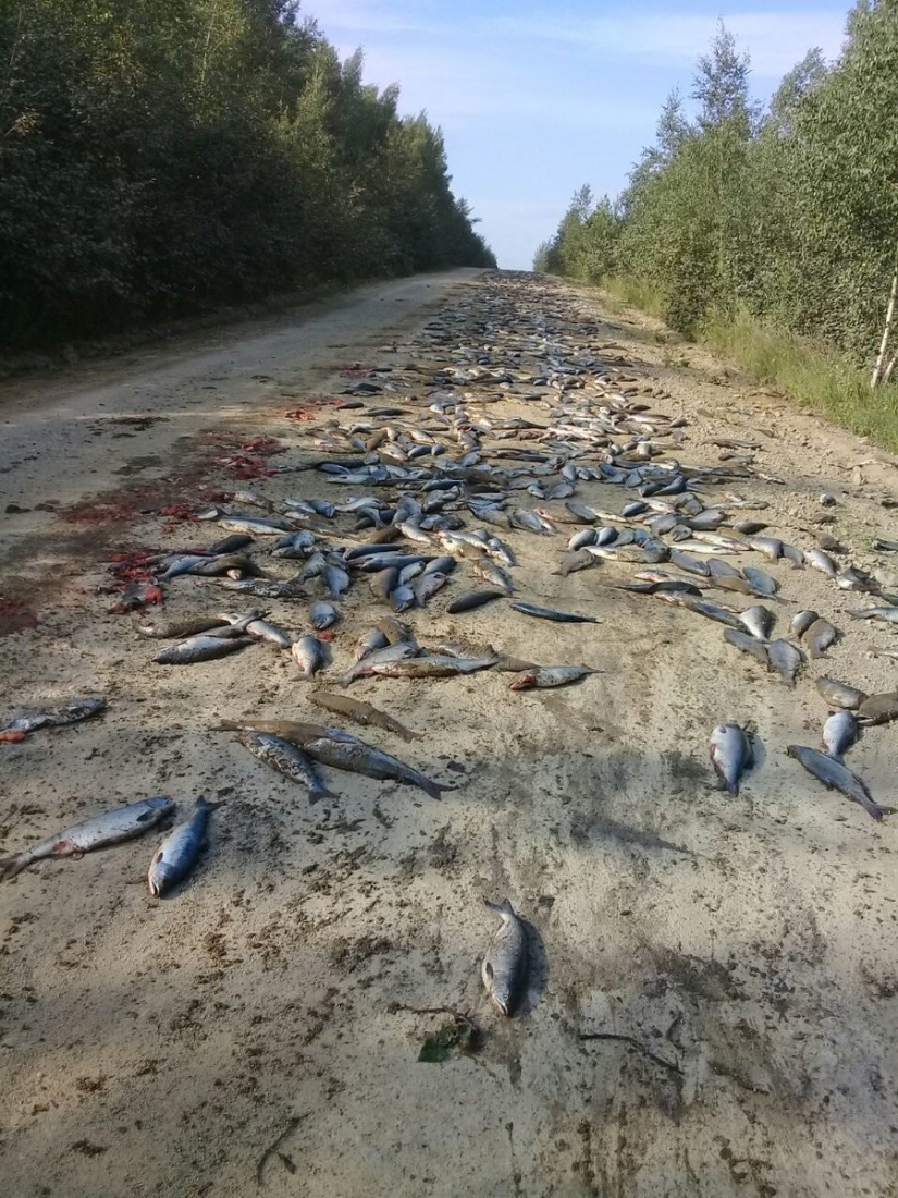 Happiness has fallen: bears devoured a ton of fish that fell out of the overturned KAMAZ Happiness has fallen: bears devoured a ton of fish that fell out of the overturned KAMAZ