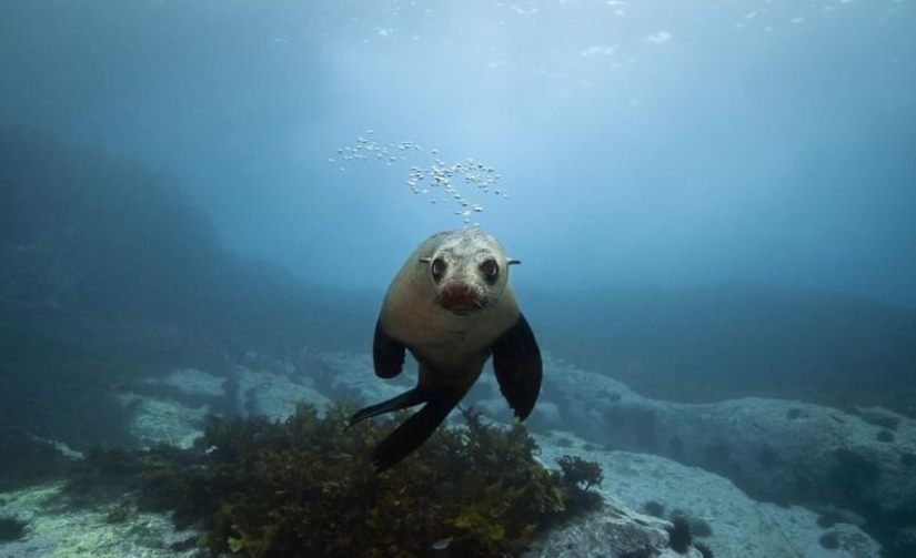 Happy Cape Fur Seals