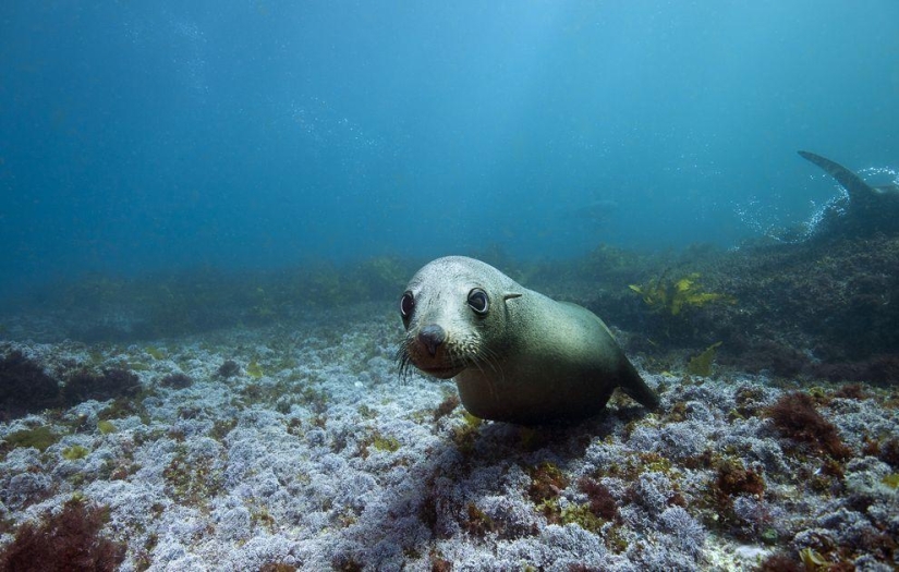 Happy Cape Fur Seals