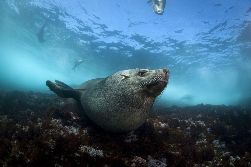 Happy Cape Fur Seals