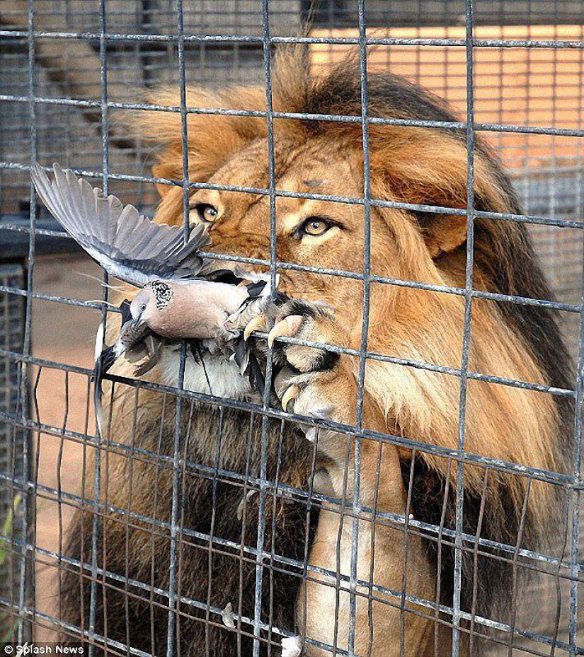 Happy day for the pigeon