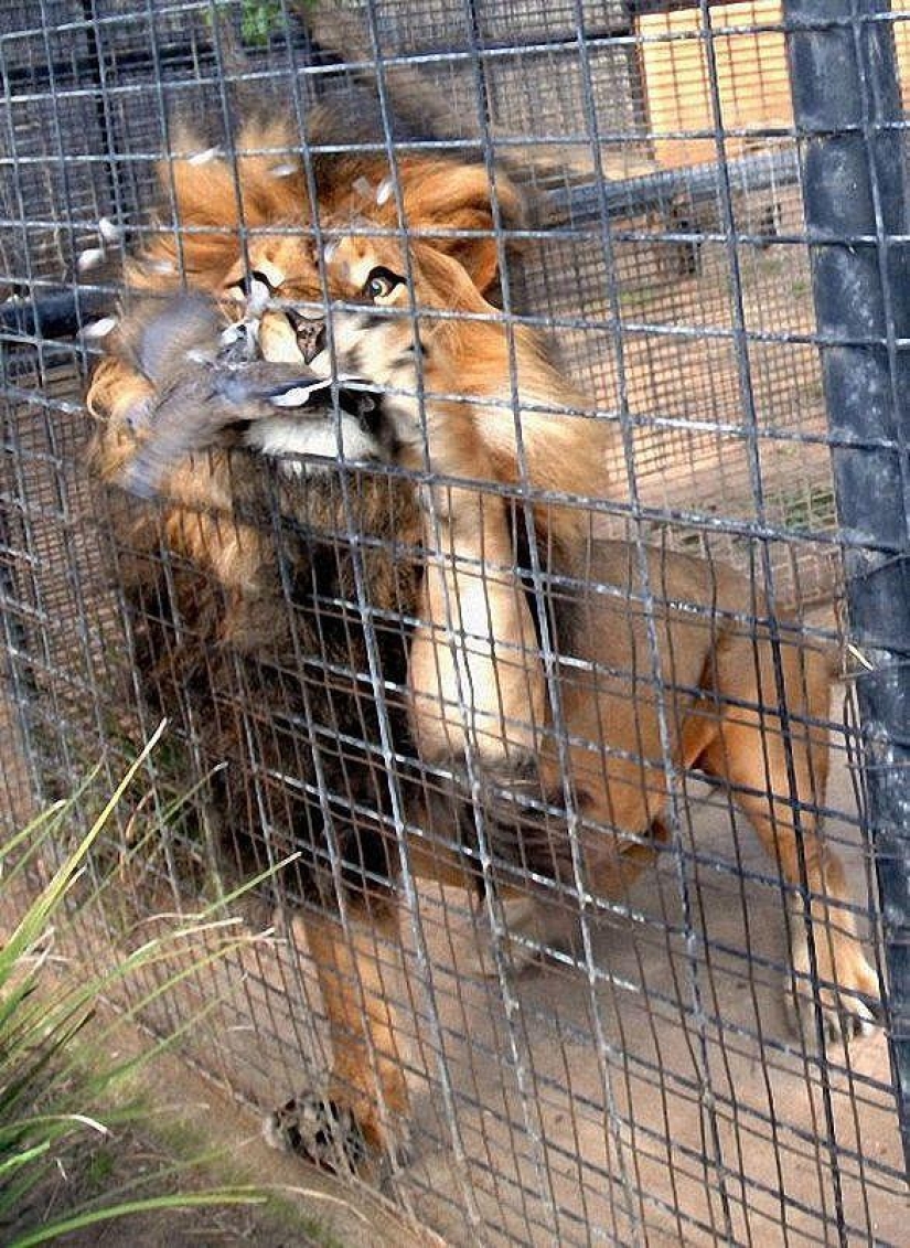 Happy day for the pigeon