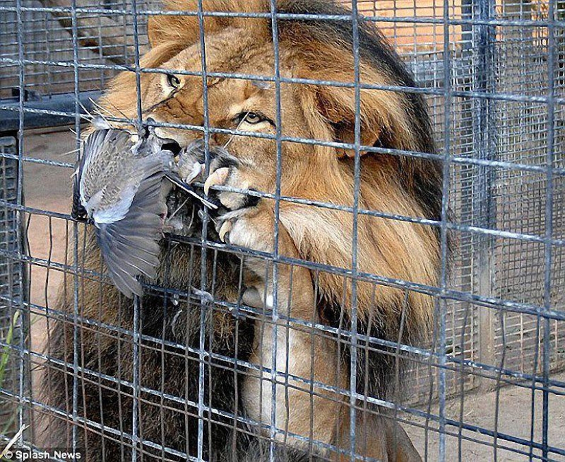 Happy day for the pigeon