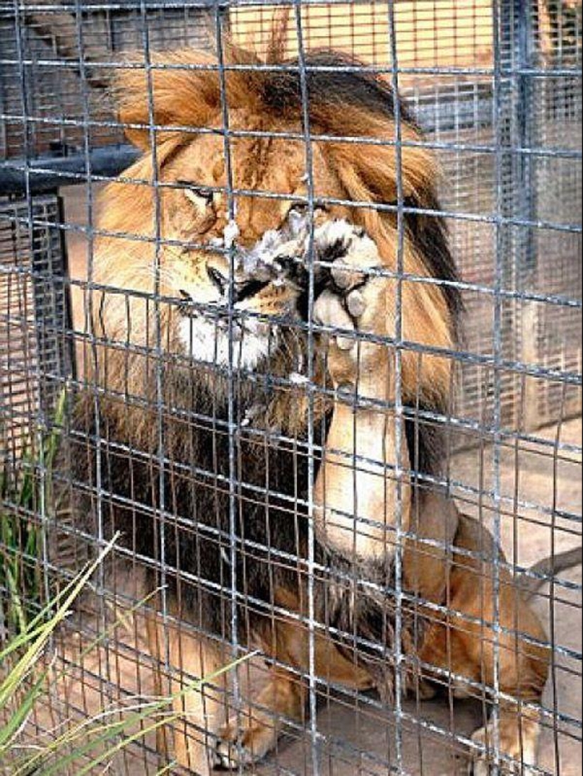 Happy day for the pigeon