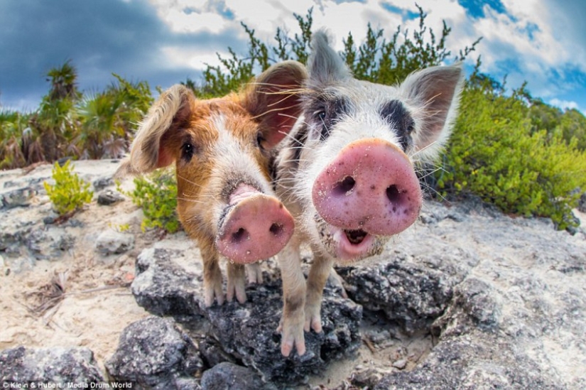 Happy life of funny pigs in the Bahamas