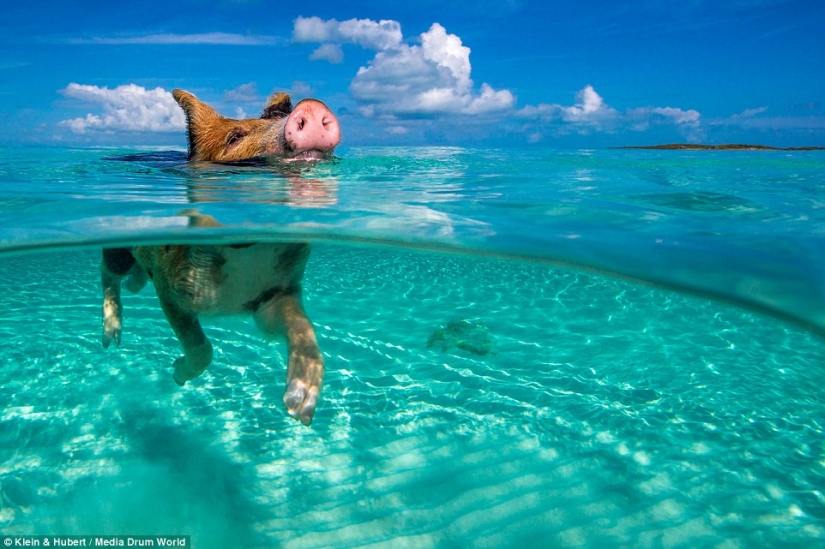 Happy life of funny pigs in the Bahamas Happy life of funny pigs in the Bahamas