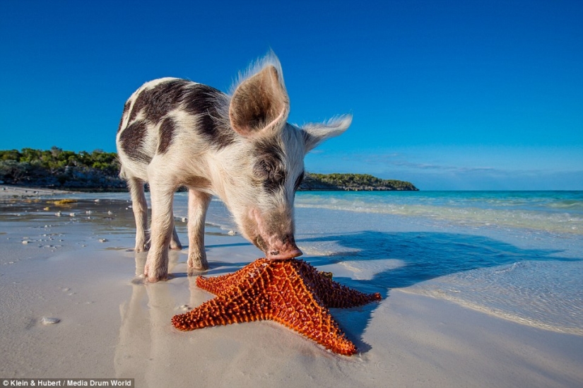 Happy life of funny pigs in the Bahamas Happy life of funny pigs in the Bahamas