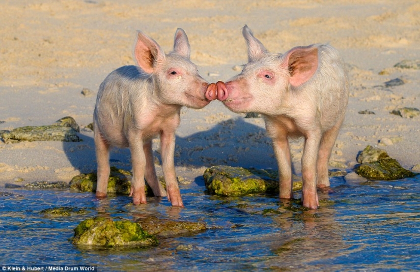 Happy life of funny pigs in the Bahamas Happy life of funny pigs in the Bahamas