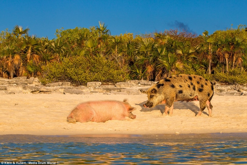 Happy life of funny pigs in the Bahamas Happy life of funny pigs in the Bahamas