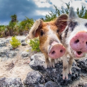 Happy life of funny pigs in the Bahamas