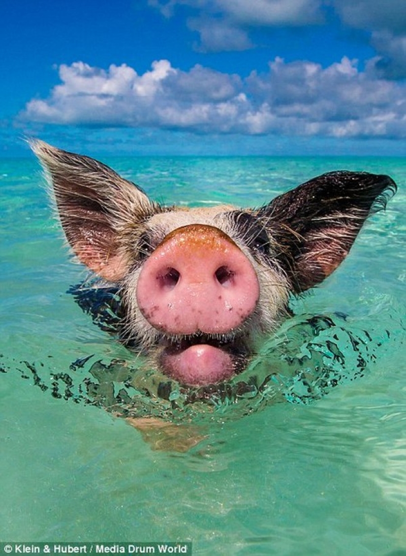 Happy life of funny pigs in the Bahamas Happy life of funny pigs in the Bahamas