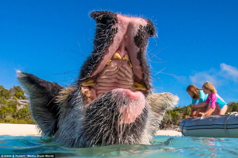 Happy life of funny pigs in the Bahamas Happy life of funny pigs in the Bahamas
