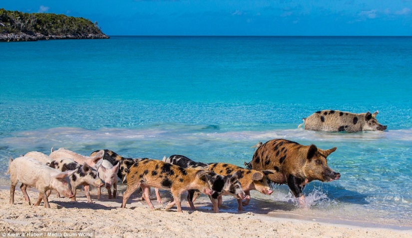Happy life of funny pigs in the Bahamas Happy life of funny pigs in the Bahamas