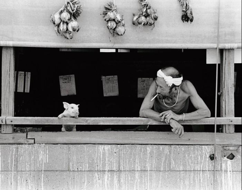 Happy pig farmer and his pets