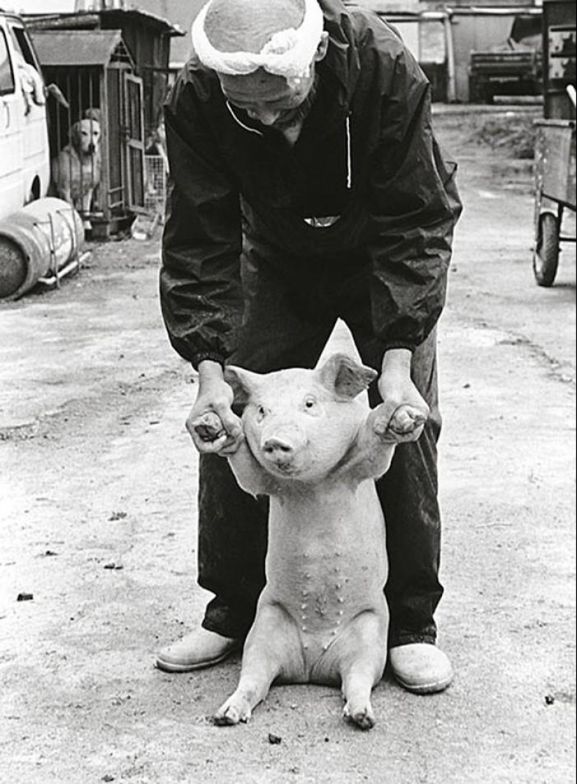 Happy pig farmer and his pets