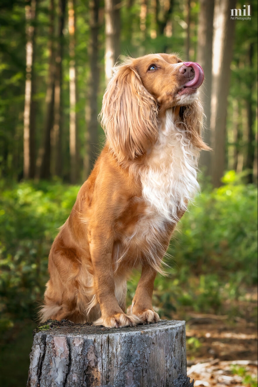“Happy Tongue Out Dog Series”: I Took 12 Photos Of Dogs, And Here’s The Result