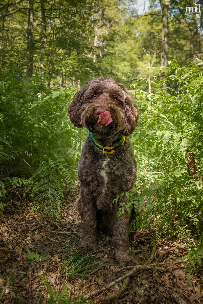 “Happy Tongue Out Dog Series”: I Took 12 Photos Of Dogs, And Here’s The Result