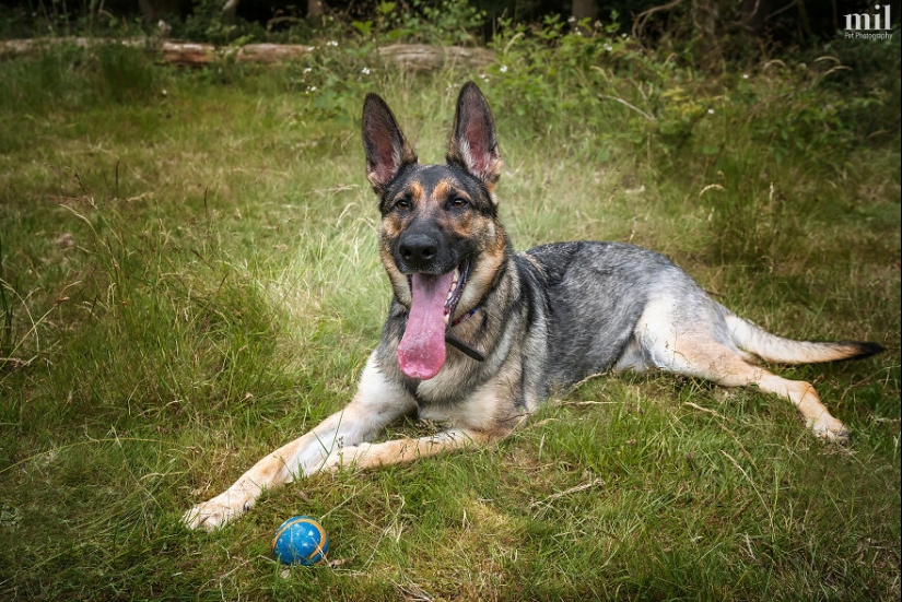 “Happy Tongue Out Dog Series”: I Took 12 Photos Of Dogs, And Here’s The Result
