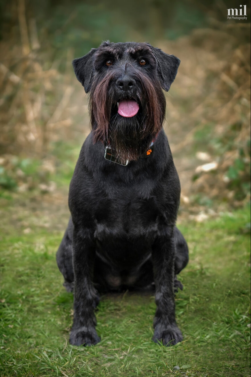 “Happy Tongue Out Dog Series”: I Took 12 Photos Of Dogs, And Here’s The Result