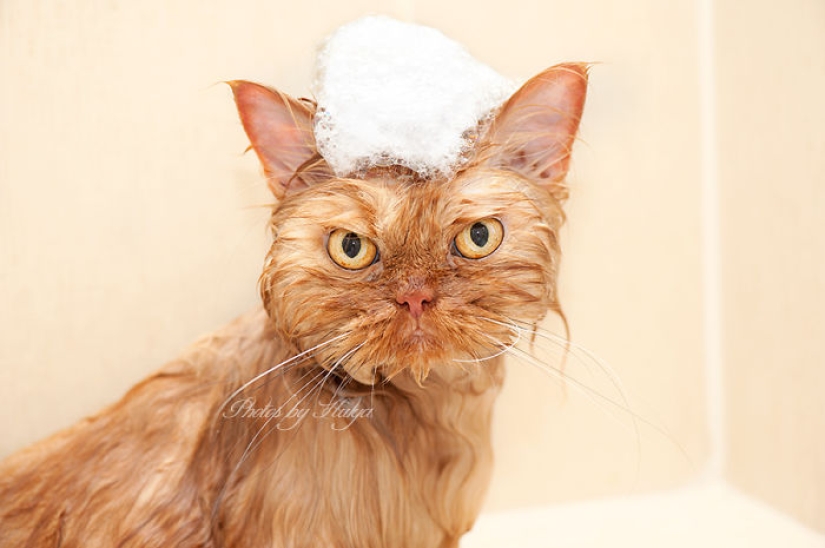 Harfi, el gato más feo del mundo