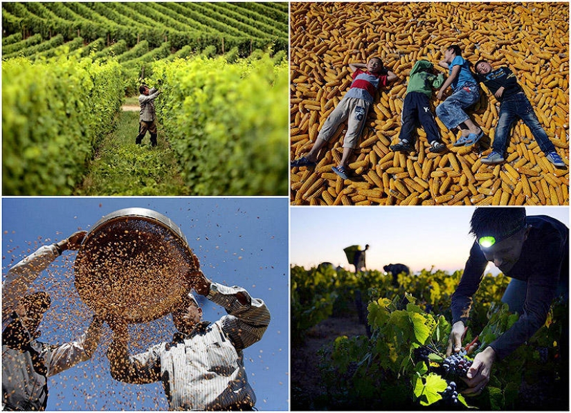 Harvest 2013 Harvest 2013