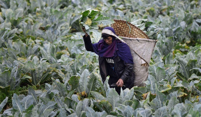 Harvest 2013 Harvest 2013