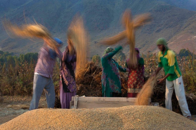 Harvest 2013 Harvest 2013