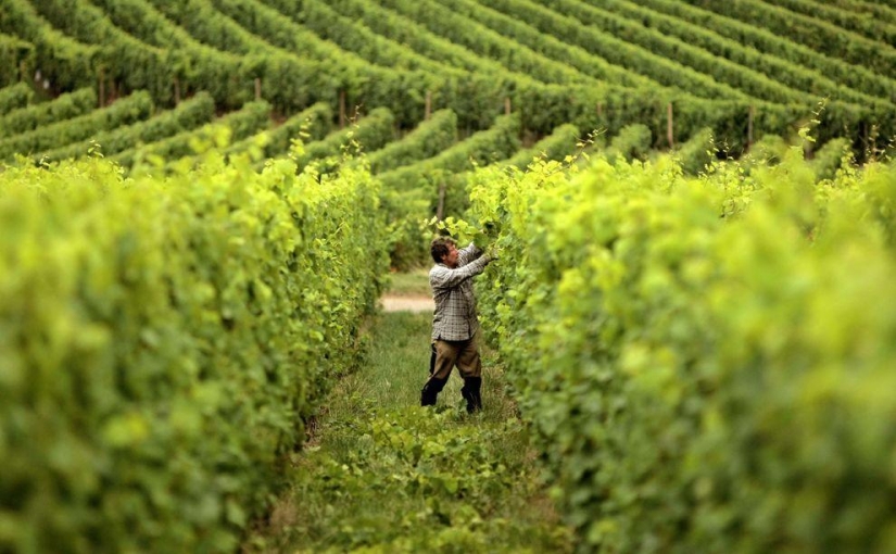 Harvest 2013 Harvest 2013