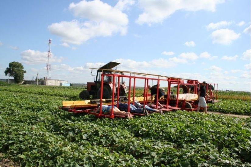 Harvesting cucumbers in Belarusian Harvesting cucumbers in Belarusian