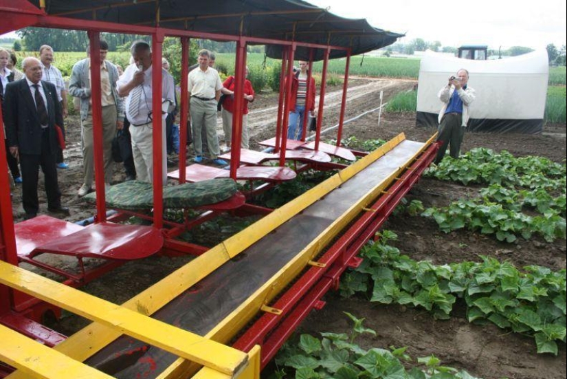 Harvesting cucumbers in Belarusian Harvesting cucumbers in Belarusian