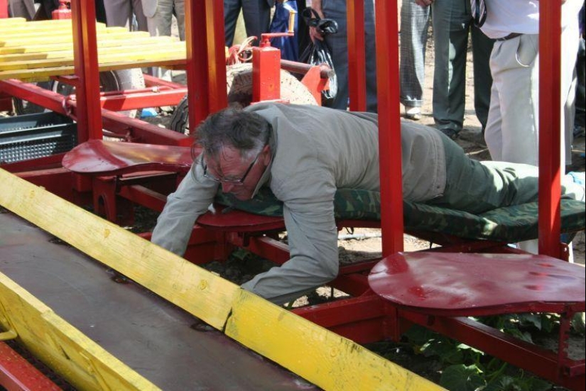 Harvesting cucumbers in Belarusian Harvesting cucumbers in Belarusian