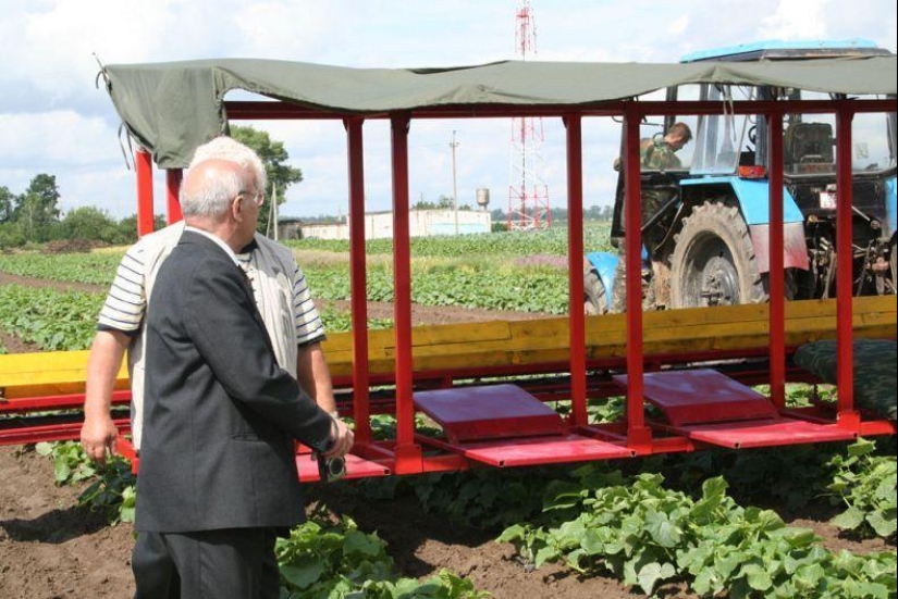 Harvesting cucumbers in Belarusian Harvesting cucumbers in Belarusian