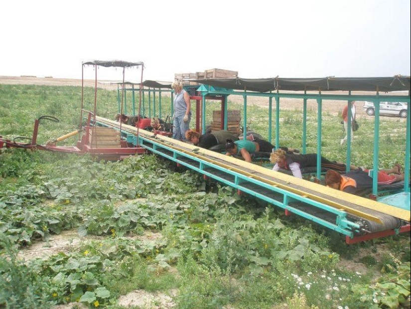 Harvesting cucumbers in Belarusian Harvesting cucumbers in Belarusian