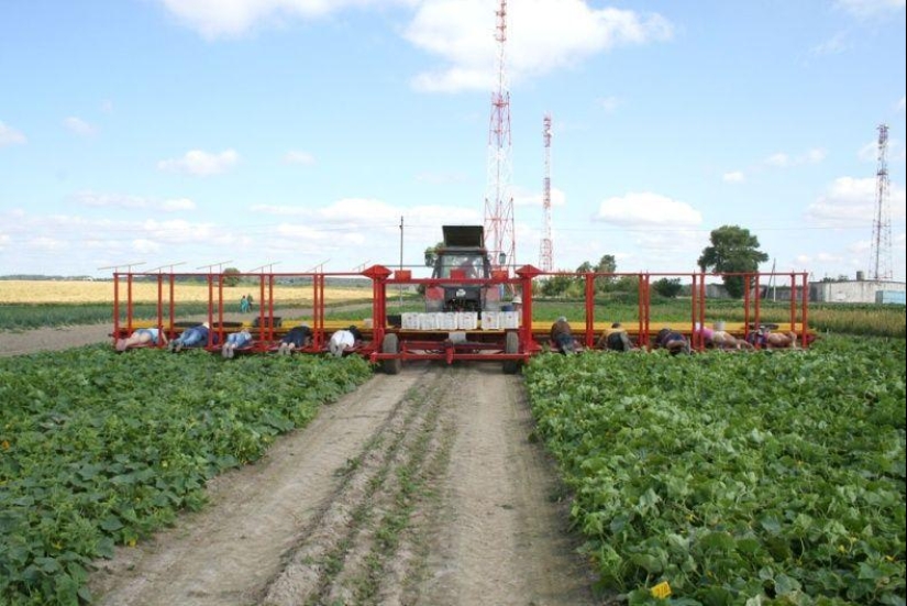 Harvesting cucumbers in Belarusian Harvesting cucumbers in Belarusian