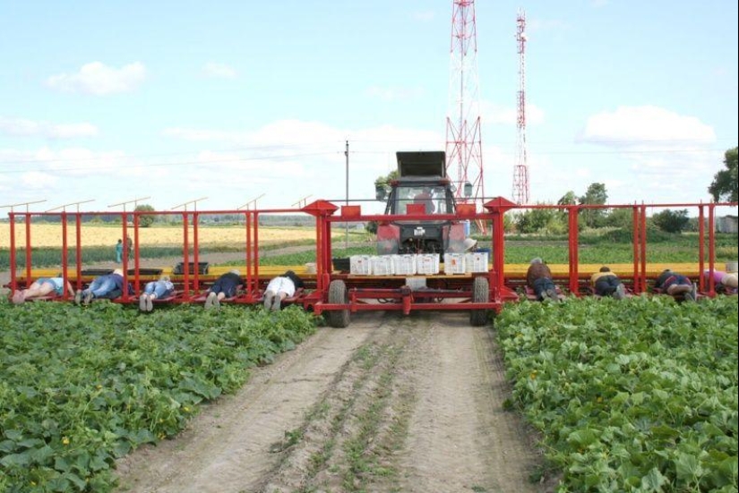 Harvesting cucumbers in Belarusian Harvesting cucumbers in Belarusian
